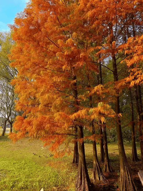浅隐林泉(浅隐林泉)售楼处-2025年最新动态丨楼盘简介-户型配套-营销中心(图6)